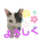 「もち」と「ふく」（個別スタンプ：7）