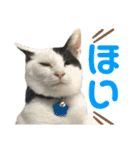「もち」と「ふく」（個別スタンプ：9）