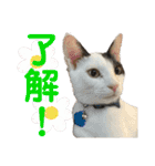 「もち」と「ふく」（個別スタンプ：11）