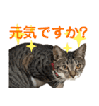 「もち」と「ふく」（個別スタンプ：12）