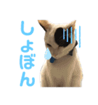 「もち」と「ふく」（個別スタンプ：15）