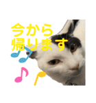 「もち」と「ふく」（個別スタンプ：20）