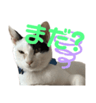 「もち」と「ふく」（個別スタンプ：21）