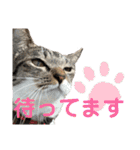 「もち」と「ふく」（個別スタンプ：22）