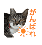 「もち」と「ふく」（個別スタンプ：24）