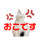 「もち」と「ふく」（個別スタンプ：25）