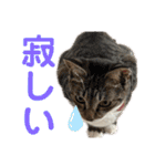 「もち」と「ふく」（個別スタンプ：26）