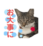 「もち」と「ふく」（個別スタンプ：28）