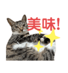 「もち」と「ふく」（個別スタンプ：30）