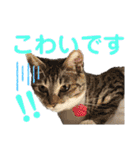 「もち」と「ふく」（個別スタンプ：34）