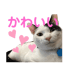 「もち」と「ふく」（個別スタンプ：35）