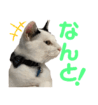 「もち」と「ふく」（個別スタンプ：37）