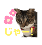 「もち」と「ふく」（個別スタンプ：40）