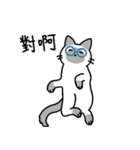 めがねこっこ。(繁体字 ver.)（個別スタンプ：25）