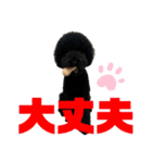 スタンダードプードルブラック（個別スタンプ：12）
