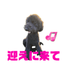 スタンダードプードルブラック（個別スタンプ：17）