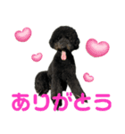 スタンダードプードルブラック（個別スタンプ：22）