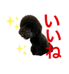 スタンダードプードルブラック（個別スタンプ：24）