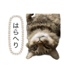 ぎゃと愉快な仲間たち（個別スタンプ：8）