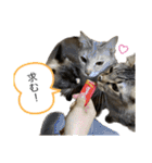 ぎゃと愉快な仲間たち（個別スタンプ：13）