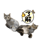 ぎゃと愉快な仲間たち（個別スタンプ：17）