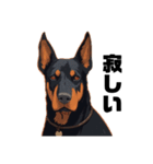 ドーベルマンスタンプ Doberman（個別スタンプ：13）