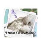 うちのbirdたち3（個別スタンプ：12）