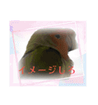 うちのbirdたち3（個別スタンプ：13）