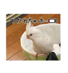 うちのbirdたち3（個別スタンプ：26）