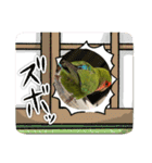 うちのbirdたち3（個別スタンプ：27）