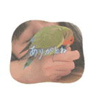 うちのbirdたち3（個別スタンプ：30）