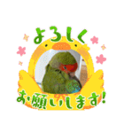 うちのbirdたち3（個別スタンプ：35）