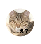 ねこのうなぎ①（個別スタンプ：2）