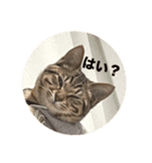 ねこのうなぎ①（個別スタンプ：3）