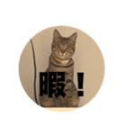 ねこのうなぎ①（個別スタンプ：4）