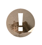 ねこのうなぎ①（個別スタンプ：5）