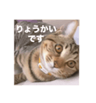 ねこのうなぎ①（個別スタンプ：6）