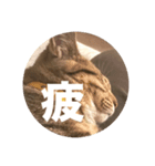 ねこのうなぎ①（個別スタンプ：7）