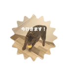 ねこのうなぎ①（個別スタンプ：8）