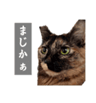 とびこスタンプ2（個別スタンプ：1）