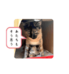 とびこスタンプ2（個別スタンプ：2）