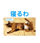 とびこスタンプ2（個別スタンプ：4）