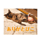 とびこスタンプ2（個別スタンプ：5）