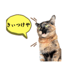 とびこスタンプ2（個別スタンプ：7）
