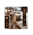 とびこスタンプ2（個別スタンプ：8）