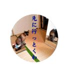 とびこスタンプ2（個別スタンプ：12）