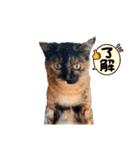 とびこスタンプ2（個別スタンプ：13）