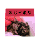 とびこスタンプ2（個別スタンプ：17）