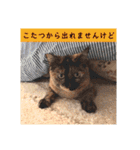 とびこスタンプ2（個別スタンプ：33）