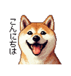 ドット絵 柴犬 定番2 日常会話（個別スタンプ：1）